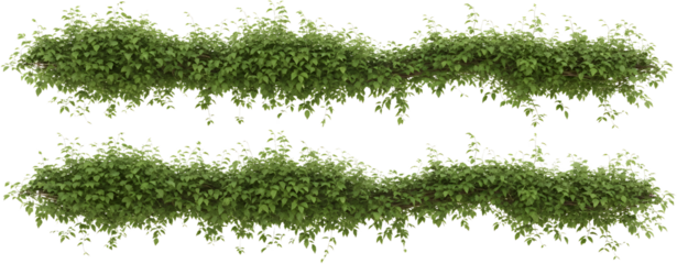 Lush green vines with abundant leaves cascade gracefully creating a natural decorative border foliage transparent background