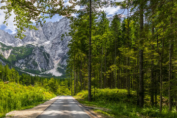 mountain road trough lush green forest. fresh alpine forest with mountain range view. empty road leading to the mountain peaks