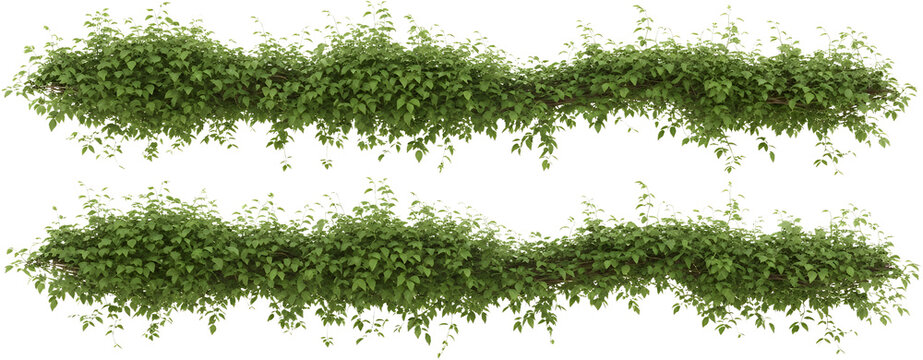 Lush green vines with abundant leaves cascade gracefully creating a natural decorative border foliage transparent background