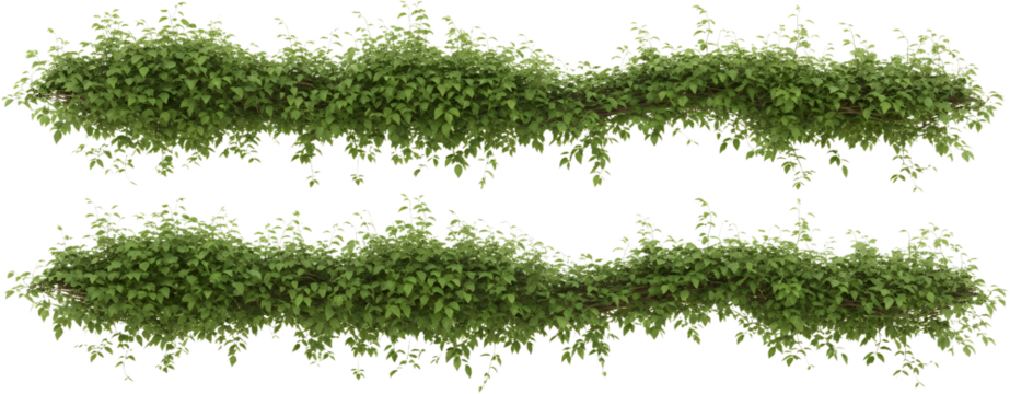 Lush green vines with abundant leaves cascade gracefully creating a natural decorative border foliage transparent background
