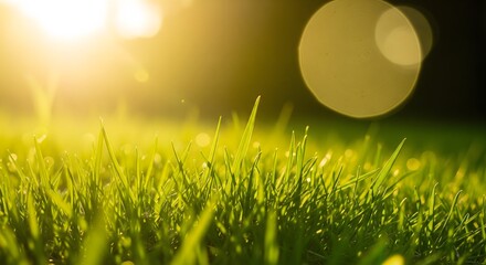 Fototapeta premium Sunlit green grass field with a shallow depth of field, creating beautiful bokeh in the background. Represents spring, nature, and freshness.