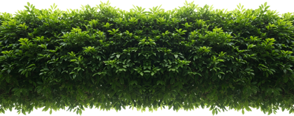 Lush Green Leaves Forming A Dense Hedge With A Transparent Background Isolate Bush Foliage Plant Natural Garden