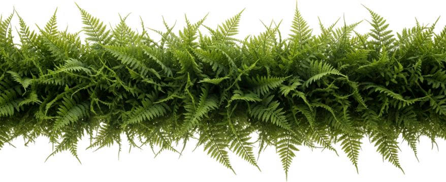 Lush green fern fronds with delicate tips showing abundant foliage and detail greenery leaves plant nature transparent background