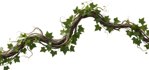 A thick winding vine with green ivy leaves and delicate tendrils isolated with plant foliage nature organic