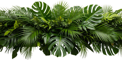 Fototapeta premium Lush monstera deliciosa palm leaves and diverse green foliage creating a dense tropical botanical arrangement transparent background
