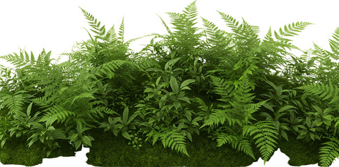 Dense green fern plants and various tropical foliage sprout from mossy ground isolate leaf growth nature