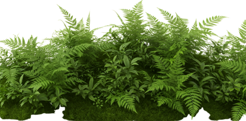 Dense green fern plants and various tropical foliage sprout from mossy ground isolate leaf growth nature