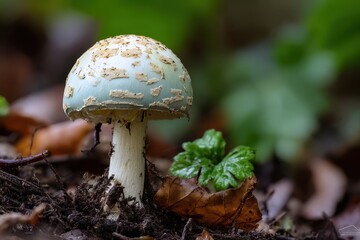 Death Cap Mushroom. Amanita Phalloides Poisonous Fungal White mushroom in Green Forest