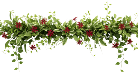 Lush green foliage with variegated leaves and delicate red star shaped flowers cascading Starshaped Transparent background transparent background