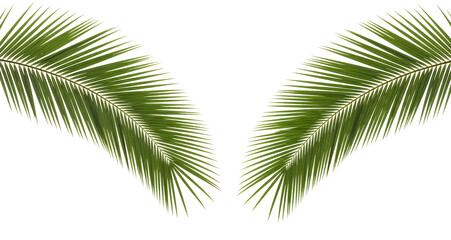 Obraz premium Two bright green palm fronds arranged in a v shape isolated on black Leaf Tropical Nature Plant Botanical transparent background