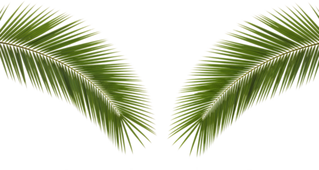 Two bright green palm fronds arranged in a v shape isolated on black Leaf Tropical Nature Plant Botanical transparent background