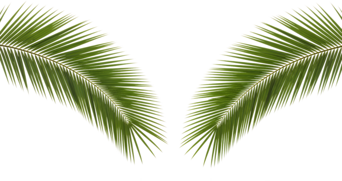 Two bright green palm fronds arranged in a v shape isolated on black Leaf Tropical Nature Plant Botanical transparent background