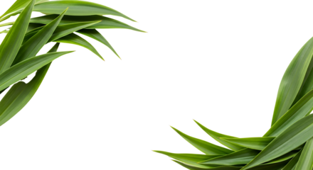 Green sword shaped leaves forming a decorative border isolate plant nature foliage tropical botanical