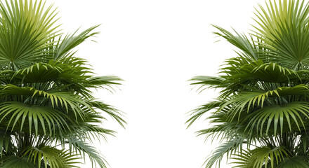Obraz premium Lush green palm fronds frame a dark empty space ideal to isolate and place content leaves tropical foliage transparent background