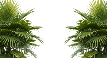 Lush green palm fronds frame a dark empty space ideal to isolate and place content leaves tropical foliage transparent background