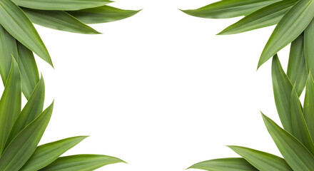 Fototapeta premium Green tropical plant leaves arranged as a decorative border around a black center isolate Nature Organic