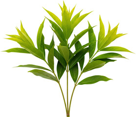 Fototapeta premium Vibrant green plant leaves with pointed tips showcasing delicate veins and stems isolate Nature Vegetation