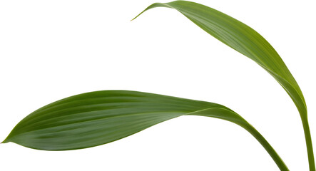Fototapeta premium Vibrant green plant leaves with parallel venation smooth texture and natural curves isolate Green leaves