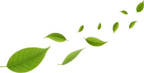 A collection of scattered green leaves flowing in a curved path isolate leaf nature plant tree fresh