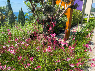 Gaura lindheimeri Flamingo Pink plants with flowers