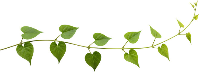 Obraz premium A Green Vine With Heart Shaped Leaves Curves Across A Transparent Background Isolate Plant Nature Foliage Leaf