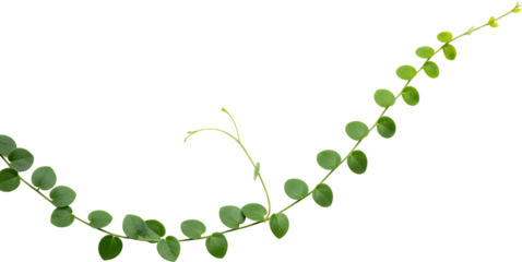 Delicate Green Vine With Small Round Leaves Extending Across A Transparent Background Isolate Plant Growth Transparent Background