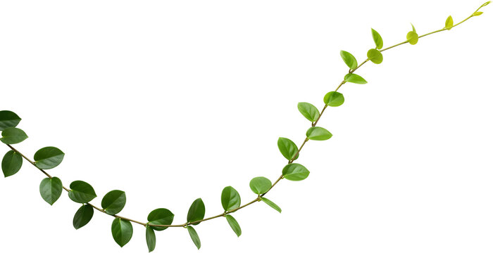 A Green Plant Vine With Oval Leaves Curves Across A Transparent Background Isolate Nature Botanical Growth