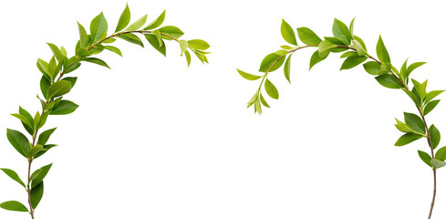 Vibrant Green Leafy Branches Forming Curved Decorative Elements On A Transparent Background Leaves Nature Plant Transparent Background