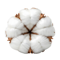 Closeup of a cotton boll with fluffy white fibers and brown seed pods isolated on transparent background
