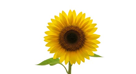 Obraz premium Radiant Sunflower Bloom Against a Pristine Background, A Captivating Close-Up of a Single Sunflower on White