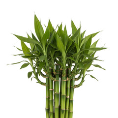 Obraz premium Lush green Lucky Bamboo plant with vibrant leaves isolated on transparent background
