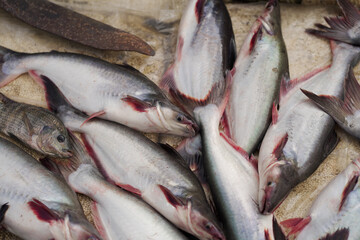 Fresh fish market display, Assorted raw fish on table, Catch of the day seafood, Pile of fish for sale stock photo.