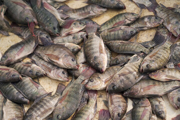 Fresh fish market display, Assorted raw fish on table, Catch of the day seafood, Pile of fish for sale stock photo.