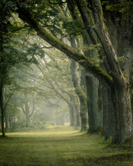 morning in the forest