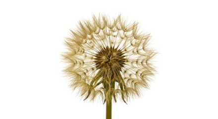 Obraz premium Dandelion Seed Head in Minimalist Style on White Background