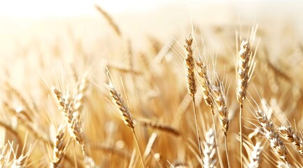 Obraz premium Golden Wheat Field Under Sunlight