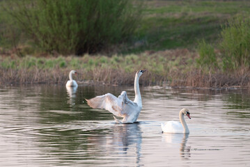 A wild swan spreads its wings on calm water. A swan spreads its wings, swimming in a pond with other birds against a natural background