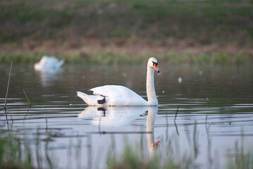 An elegant wild swan swims in a calm lake. A white swan with a beautiful orange beak swims across the surface of a calm lake