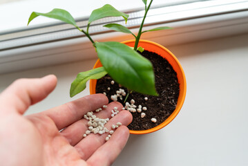 Fertilizing a young lemon tree in a pot. A person applies fertilizer to a young lemon tree that is growing in a pot on a windowsill
