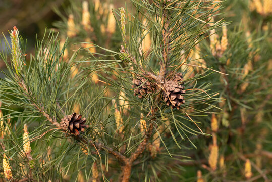 Pine branches with new shoots and cones. A close-up of pine branches with new shoots, buds, and mature cones