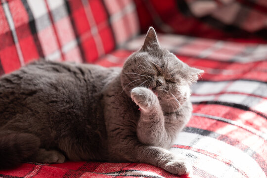 A gray cat grooming itself in the sun. A gray British Shorthair cat lies on a checkered blanket, grooming itself in the sun