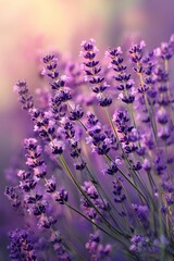 field of lavender. Selective focus.