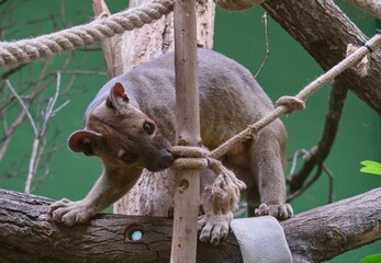 fossa at the zoo