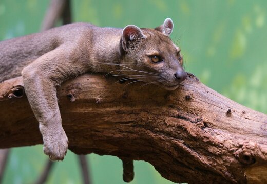 fossa at the zoo