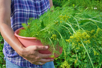 Mature woman holding freshly harvested dill in garden close up
