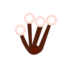 cinnamon sticks isolated on white