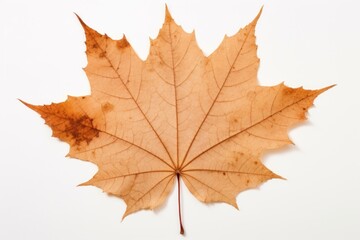 Obraz premium Real Pressed a Autumn leafs autumn maple plant.