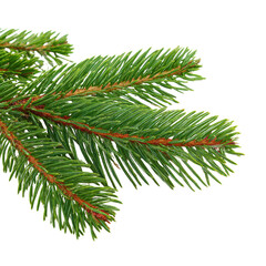 Obraz premium Close Up of Green Pine Tree Branches with Reddish Stems Isolated on Black evergreen needles, Isolated On White, Png Transparent, Cut Out