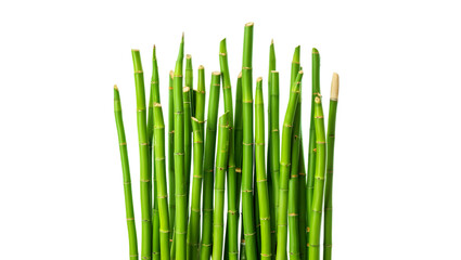 Fototapeta premium Vibrant Green Bamboo Plant Stalks: Lush, Vertical, Isolated on Black Background.