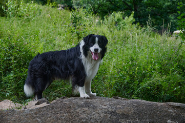 Fototapeta premium A Wet Border Collie Dog Standing Proudly on a Rocky Outcrop Surrounded by Lush Greenery on a Sunny Day